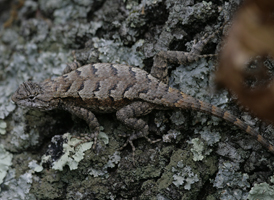Eastern Fence Lizard